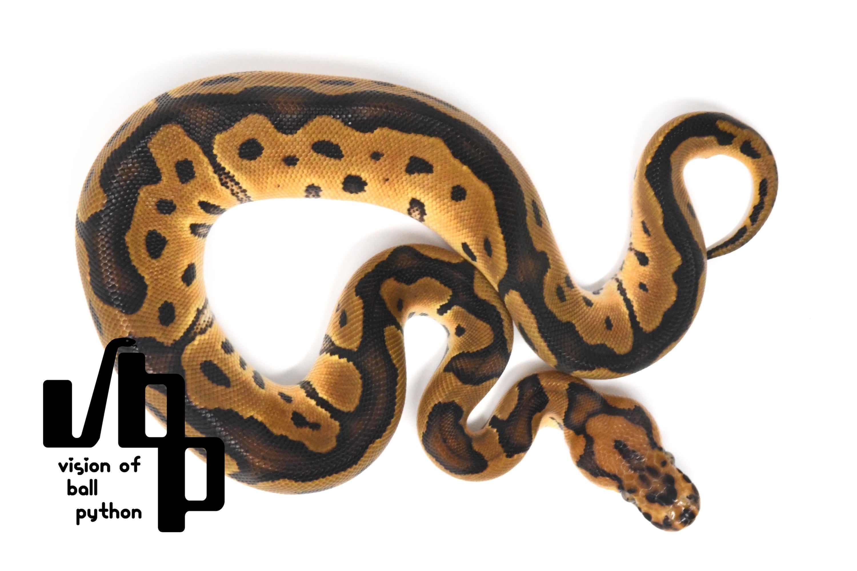 2023USCB クラウンpossオレンジベリー100%hetパイボール ♀ | vbp