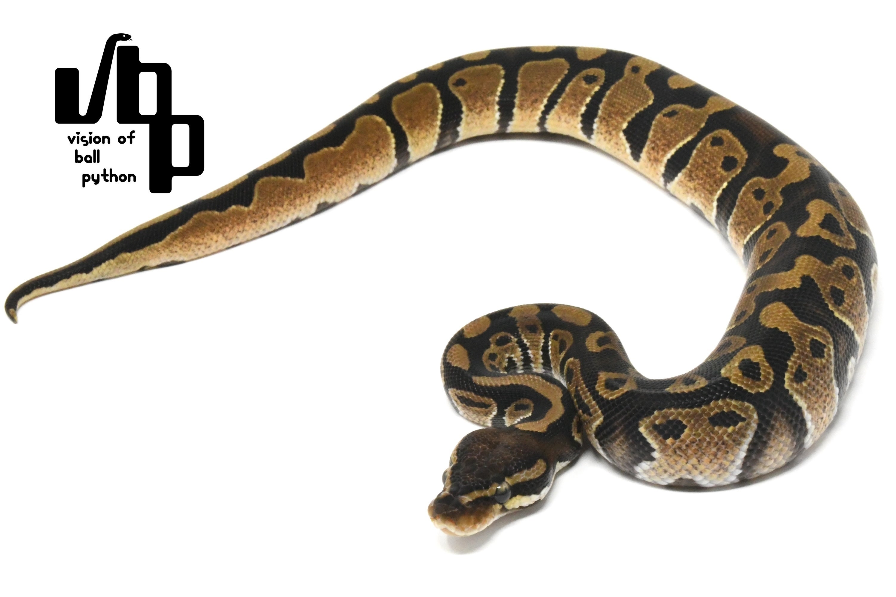 パーフェクトボールパイソン 6BDXC6HPHHXBSWARVDH4ZTVH.jpeg