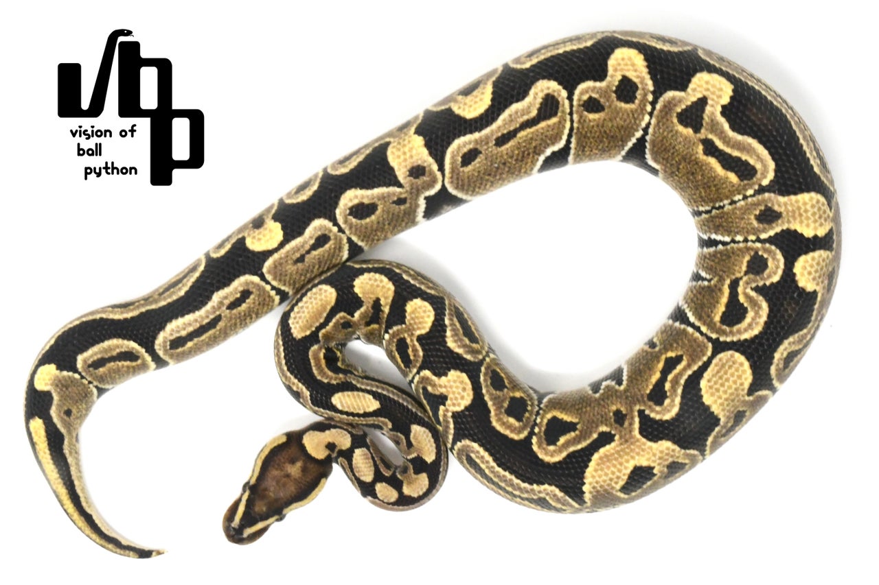 PERFECT BALL PYTHON著者直筆サイン入り 美品【送料無料】 2025年最新】ボールパイソン 本の人気アイテム - メルカリ
