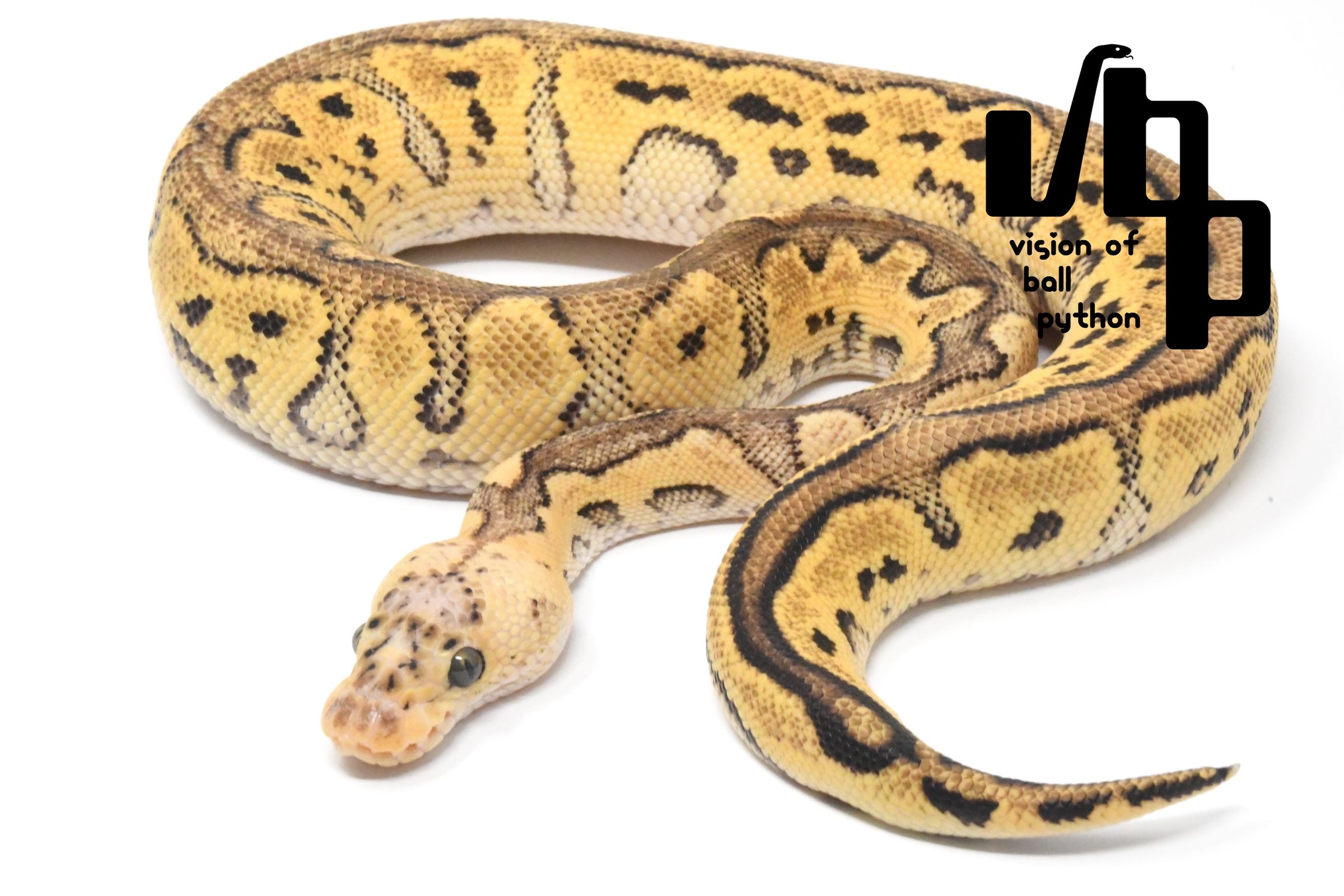 2022USCB パステルスポットノーズグラベルorイエローベリー