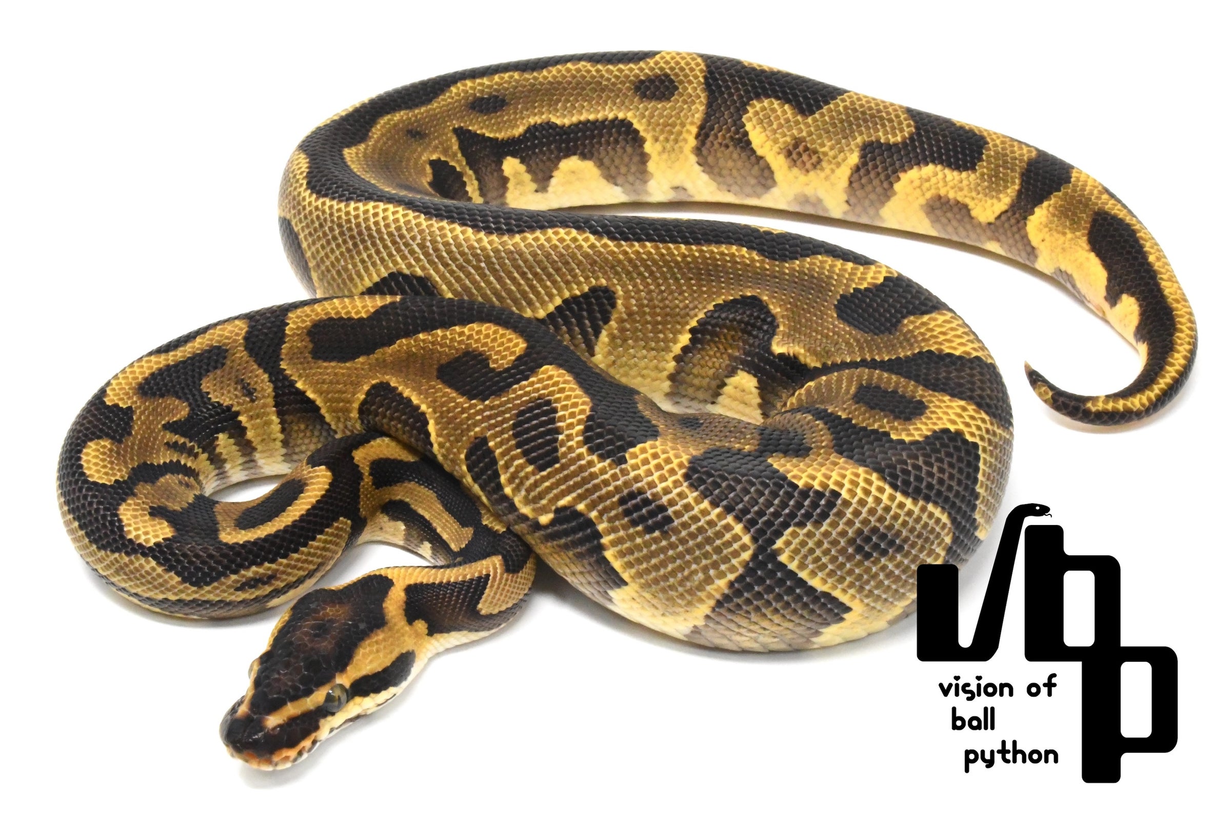 レオページ Leofoto製品 ロックナットカラーバリエーション(Newカラー追加