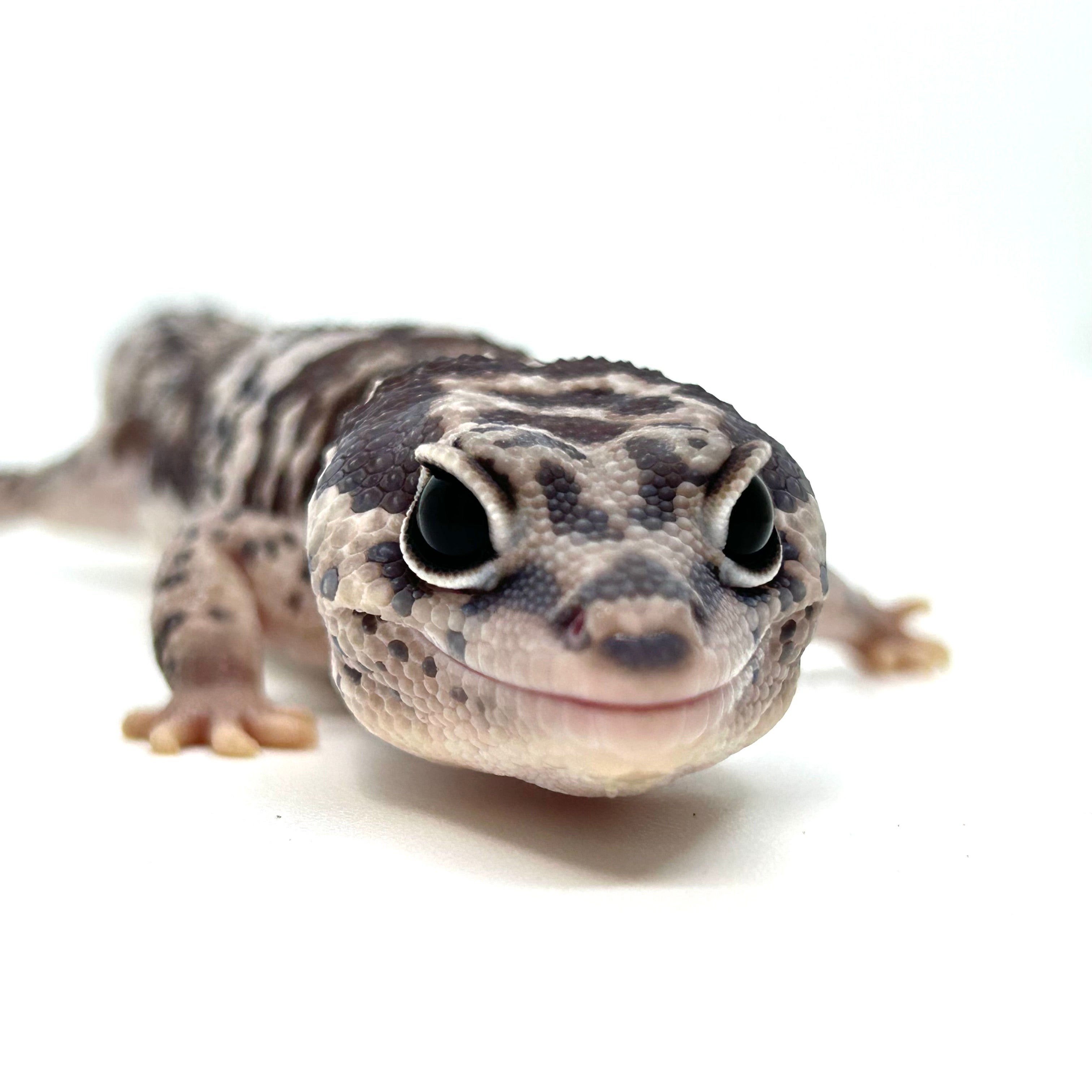 アフリカ 「 ローデシア・ニアザランド」7種セット