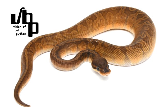 Sunset /サンセット | vbp