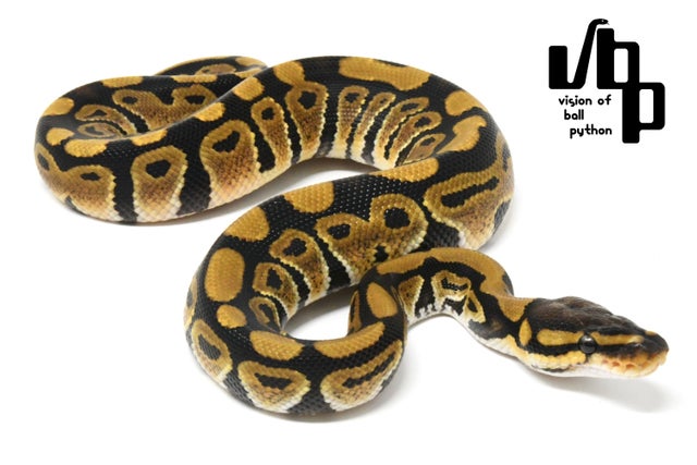 Puzzle/パズル | vbp