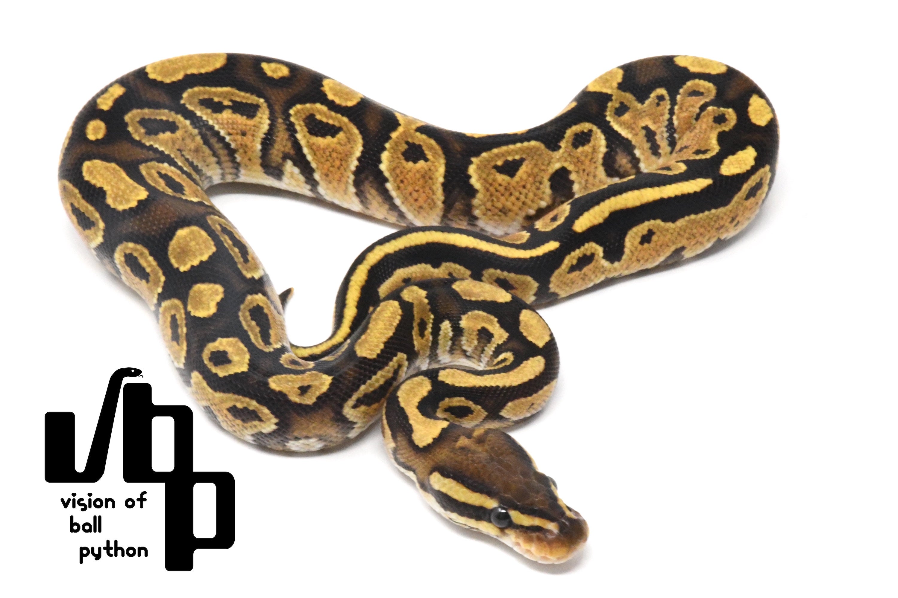 REP FAN レプファン Vol.21 PERFECT BALL PYTHON RETURNS