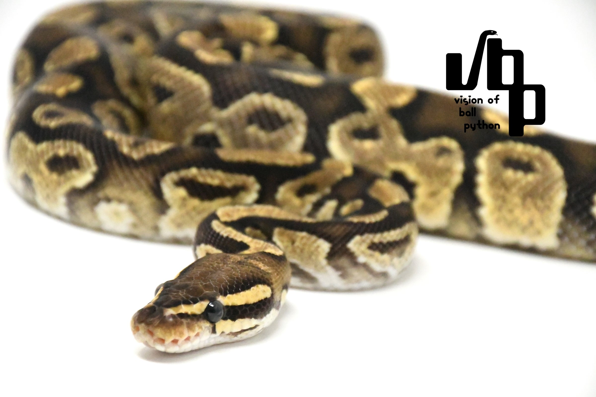 PERFECT BALL PYTHON著者直筆サイン入り 美品【送料無料】 J4ANORGCW3RCO2WQGIM3ZHFA.jpeg