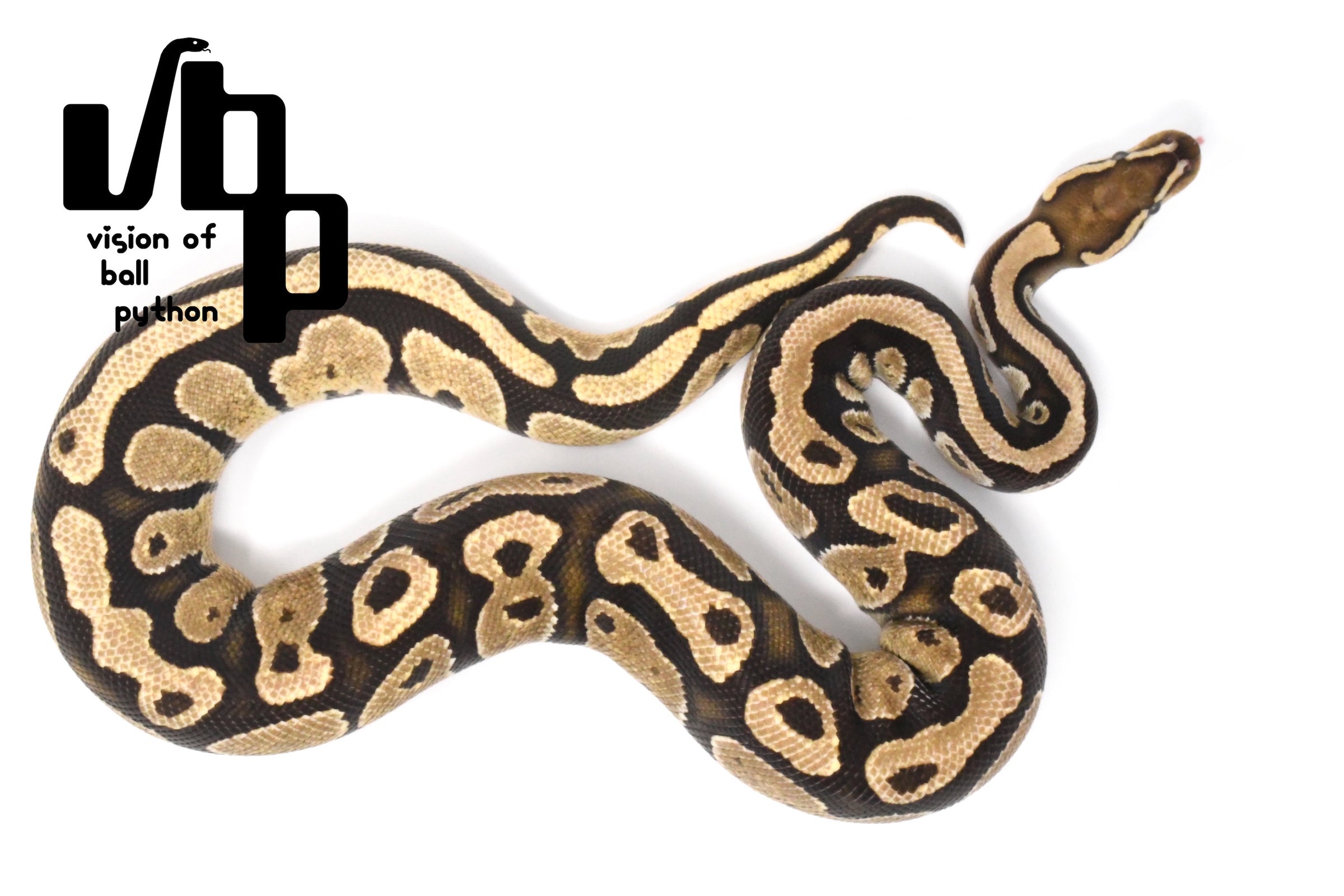 2021USCB ファイアアローヨ100%hetパイボール ♂ | vbp