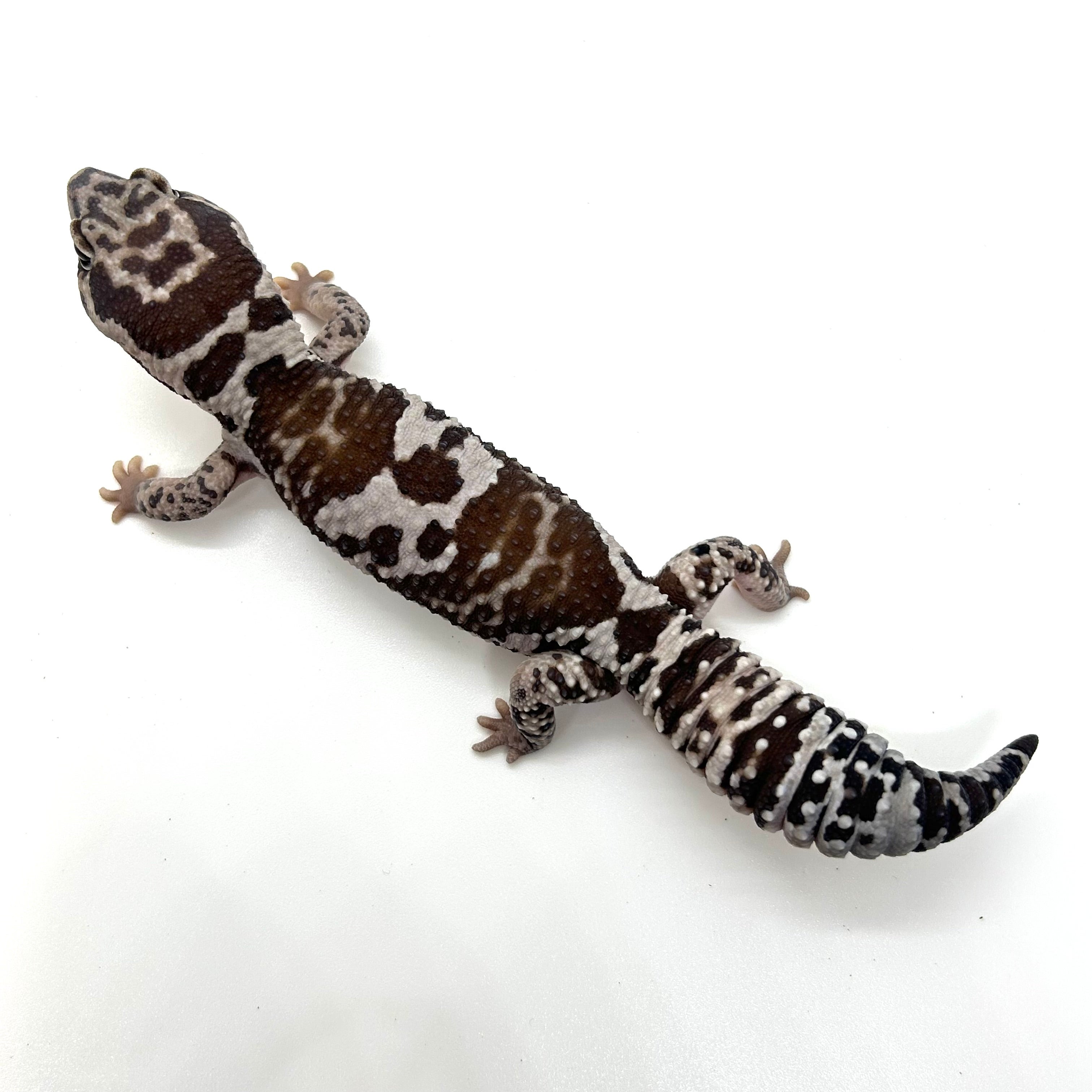 モトトモ MT-SHIDAREZAKURA SP'23/E | Deviser ｜株式会社ディバイザー