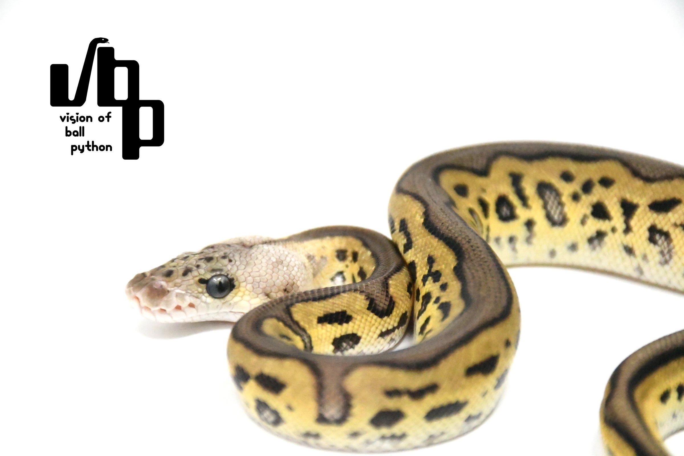 2024年12月 豹 原画 レオパード 1点もの ho5021-300-1 C/N 豹柄PT | 【 生地問屋YAMATOMI 】大阪船場の布