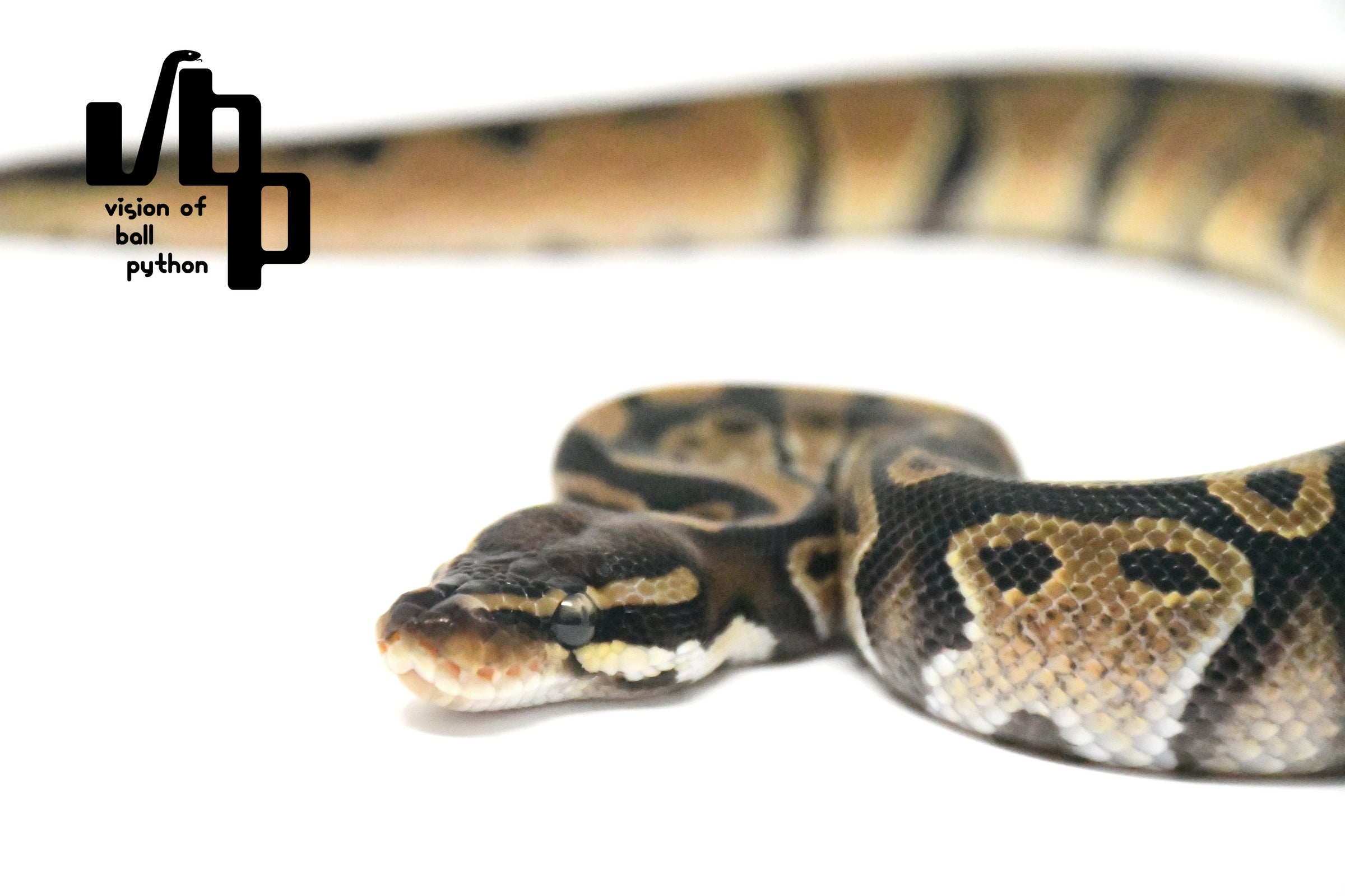 パーフェクトボールパイソン S11622_1-640x427.webp
