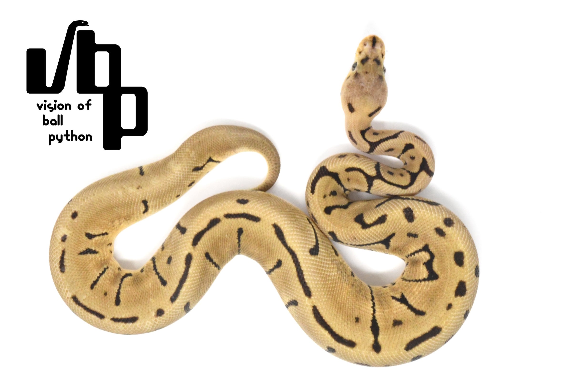 2022USCB スパイダーサイプレスクラウン？ ♂ | vbp