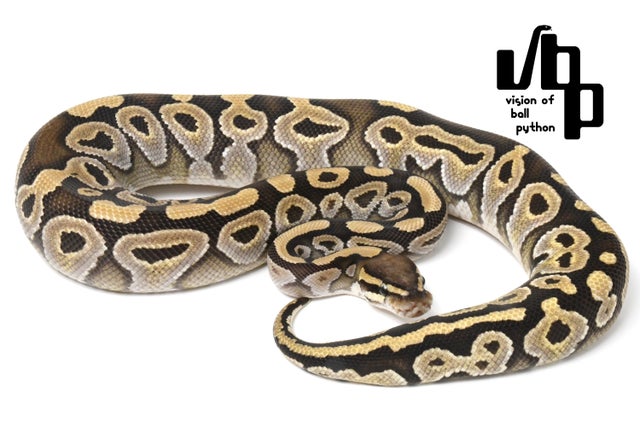 Mojave/モハベ | vbp