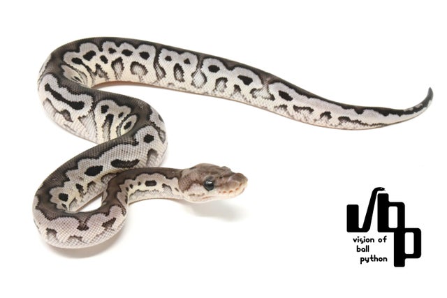 パピヨン　額付プリント　アメリカン　シリアルナンバー付き プラス(PLUS)ナンバーリング スタンプ 6桁 レバー式 AL型 A字体