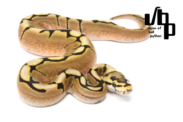 SPYDER スパイダー
フルオープンパンツ 6037fa_fbdcaf8c1c0e40af8f9e7de