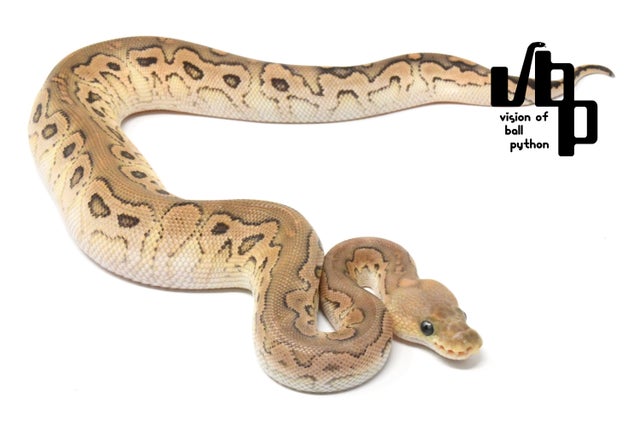 ★Cinnabonページ★ Cinnabon Japan - Cinnabon Japan added a new photo.