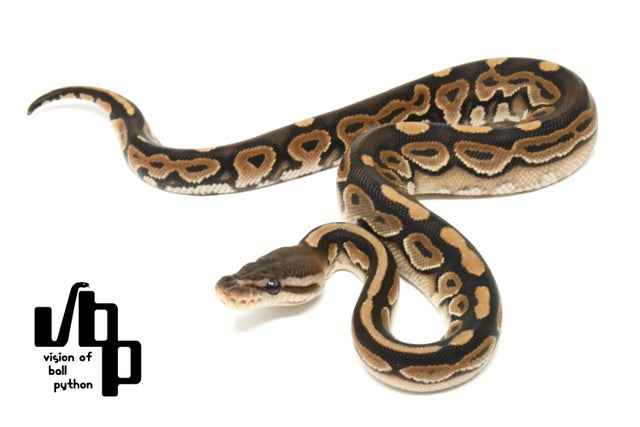 ★Cinnabonページ★ Cinnabon Japan - Cinnabon Japan added a new photo.