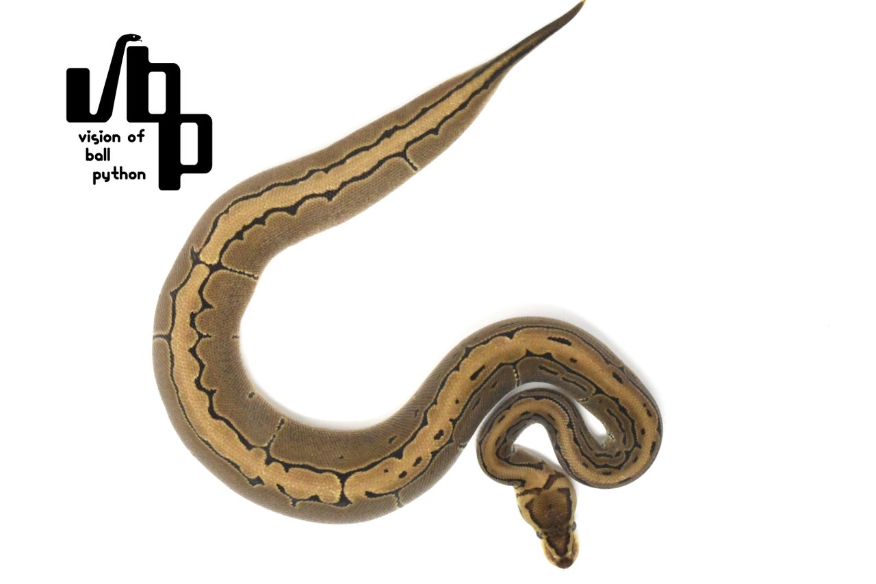 PERFECT BALL PYTHON著者直筆サイン入り 美品【送料無料】 PERFECT BALL PYTHON著者直筆サイン入り 美品【送料無料】