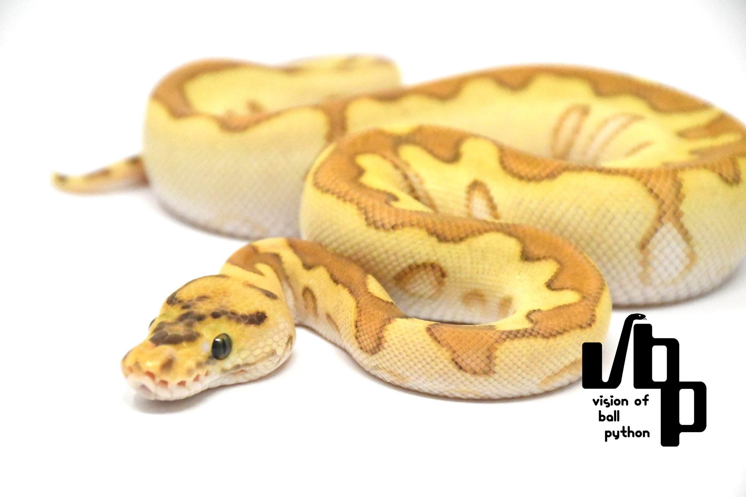 Ｂ・エスピノース、オレンジの枝、超希少、新品額付、状態良好 プロスペック2.5寸SSS（スーパースローシンキング） 極上カラー