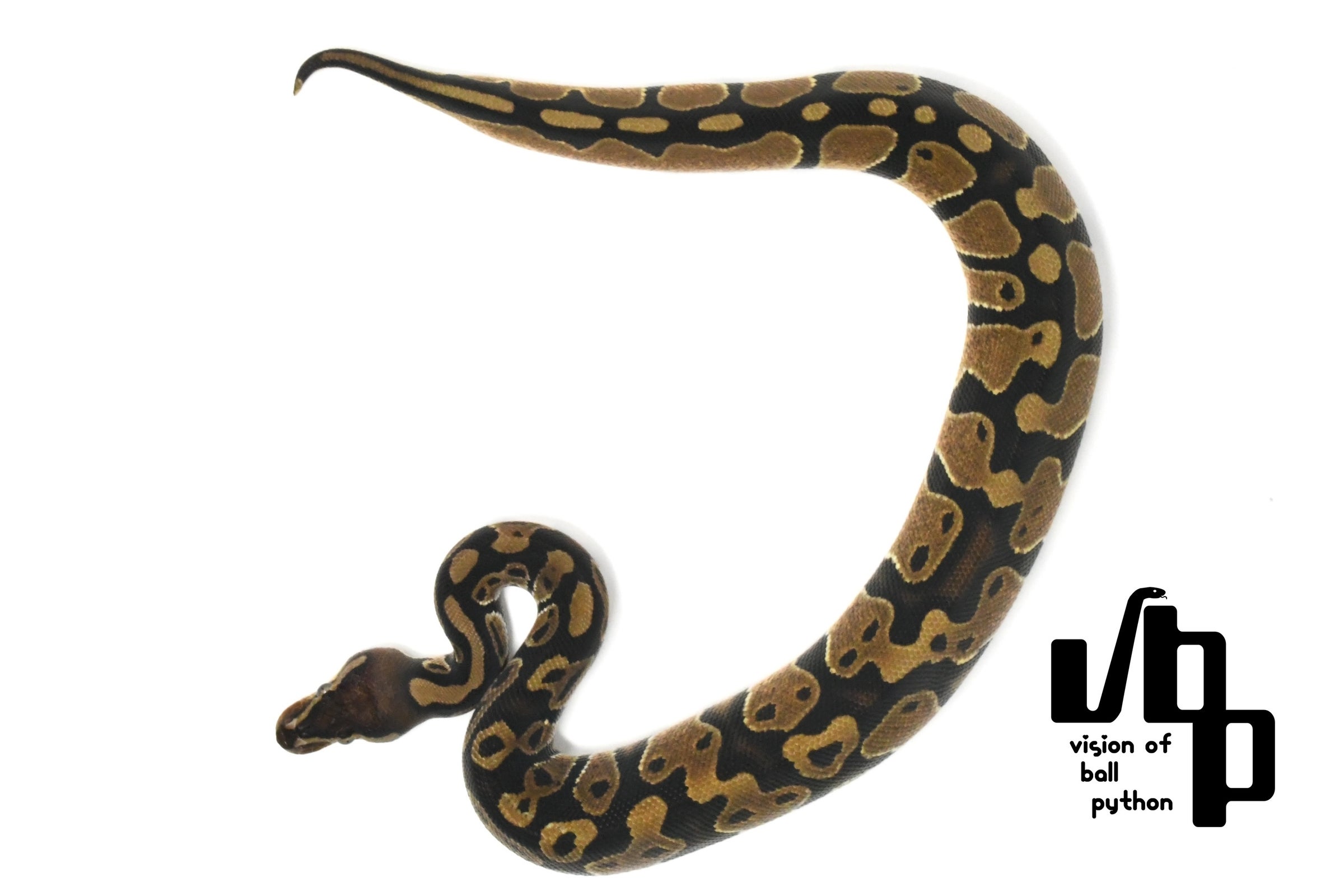 フォーチュントリニティ用 パイレーツJPCボール フォーチュントリニティ用 パイレーツJPCボール