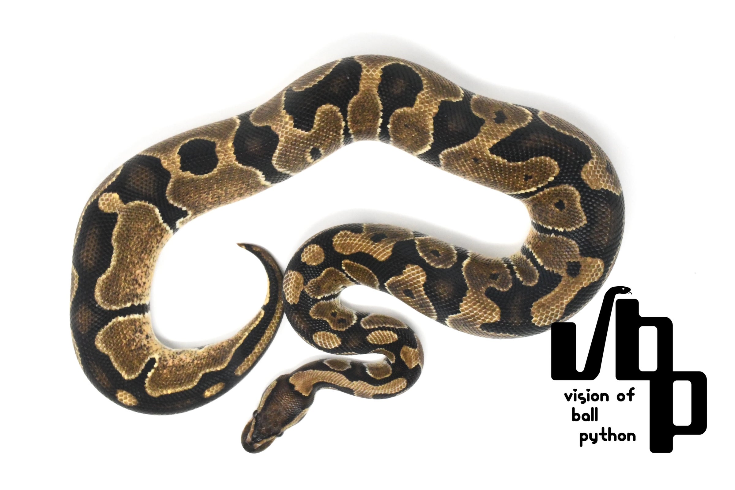 PERFECT BALL PYTHON著者直筆サイン入り 美品【送料無料】 🐍 ・2023JPCB GHIモハベブラックアダー ♂ ・1.0 GHI Mojave