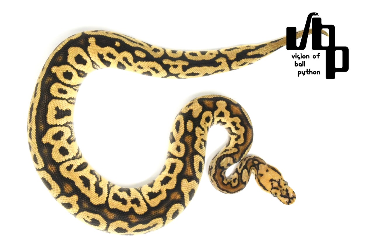 ボールパイソン　vbp タブ　VR2835GN 6個セット ボールパイソン vbp タブ VR2835GN 6個セット - メルカリ