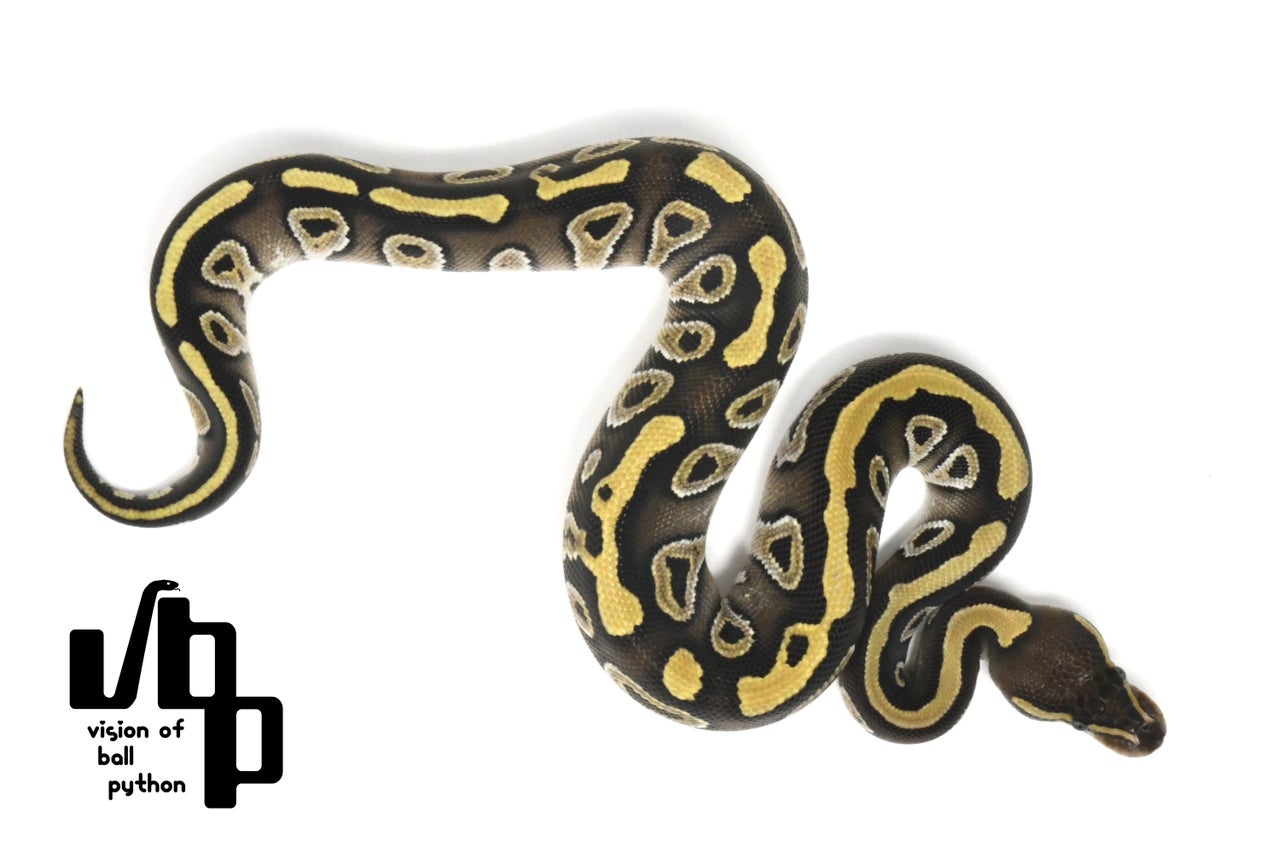 ニンナ　モハべ モハべ (Mojave) | Lil Balls ~ ボールパイソンブリーダーの営む