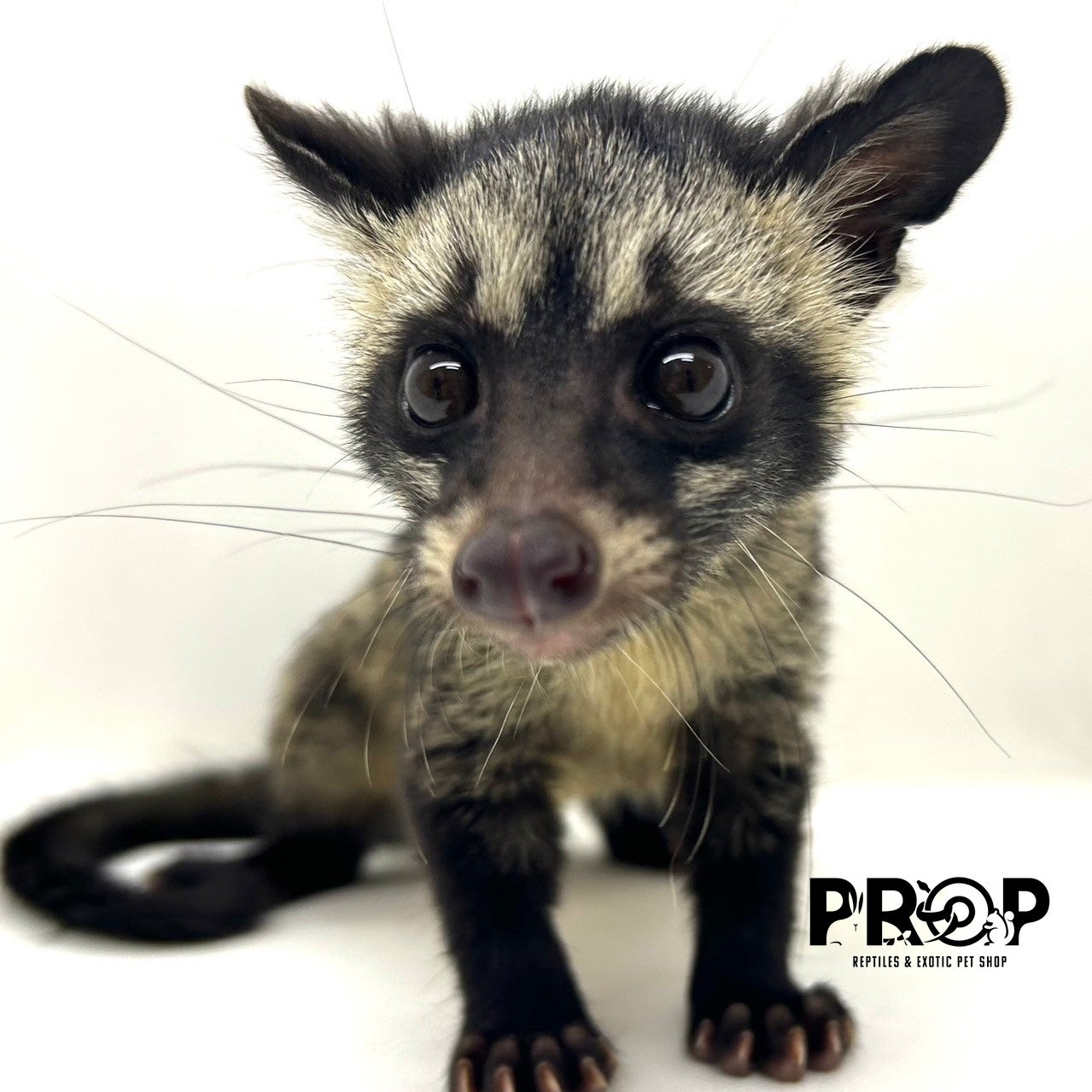 頭骨標本 珍獣パームシベット 頭骨標本珍獣パームシベット 頭骨標本