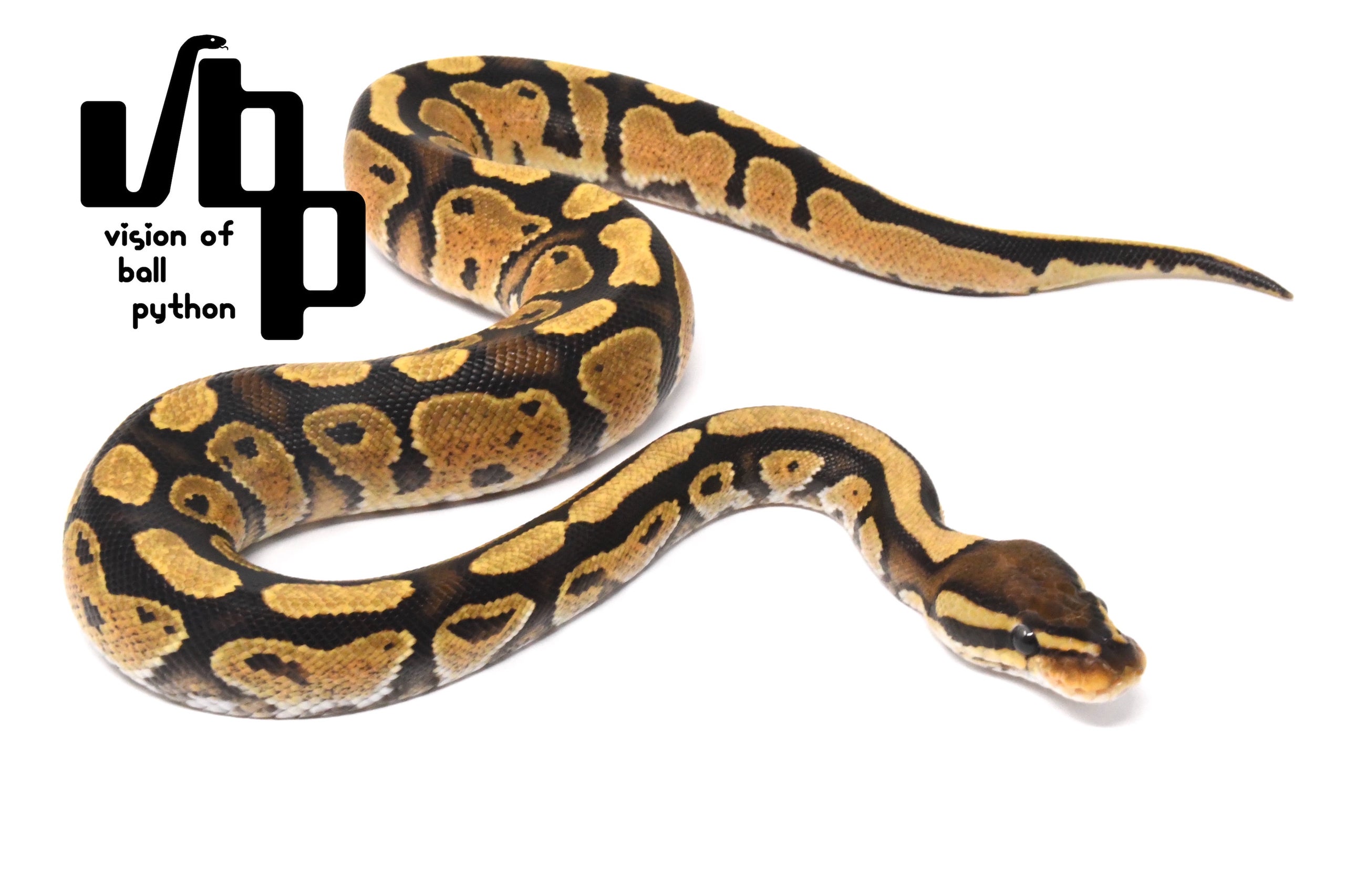 CH Vbp ch-vbp