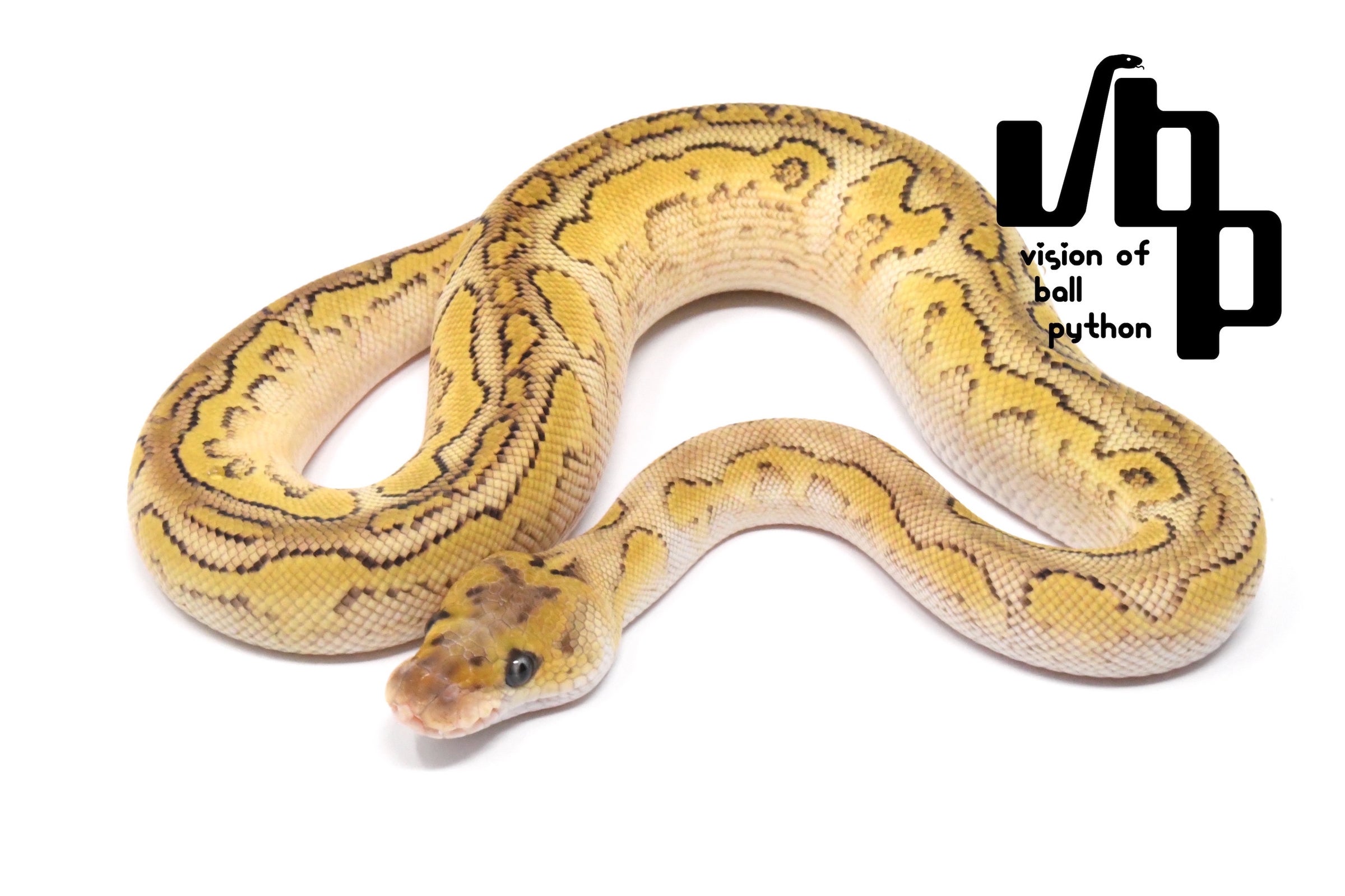 PERFECT BALLPYTHON パーフェクト・ボールパイソン 爬虫類 蛇 - 趣味